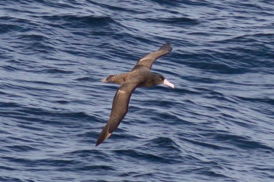 Short-tailed Albatross - ML89185631