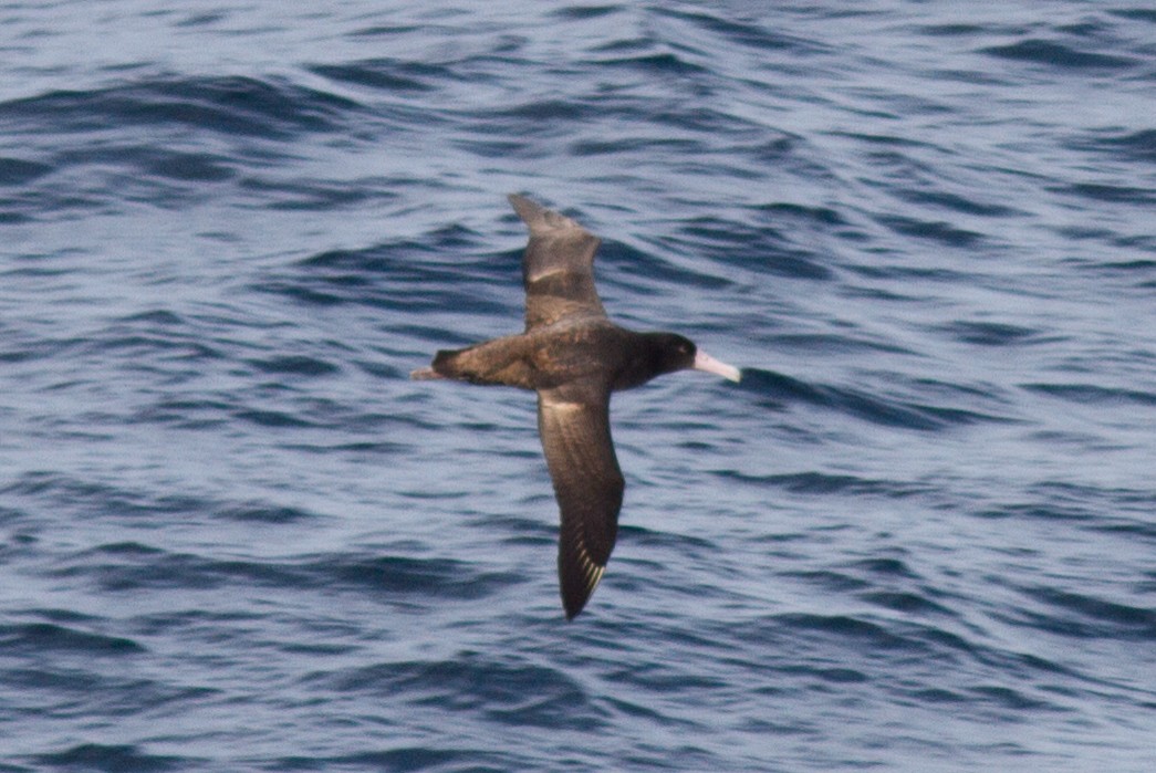 Short-tailed Albatross - ML89185651