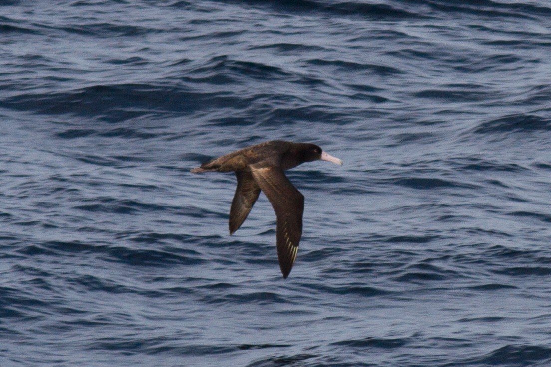 Short-tailed Albatross - ML89185661