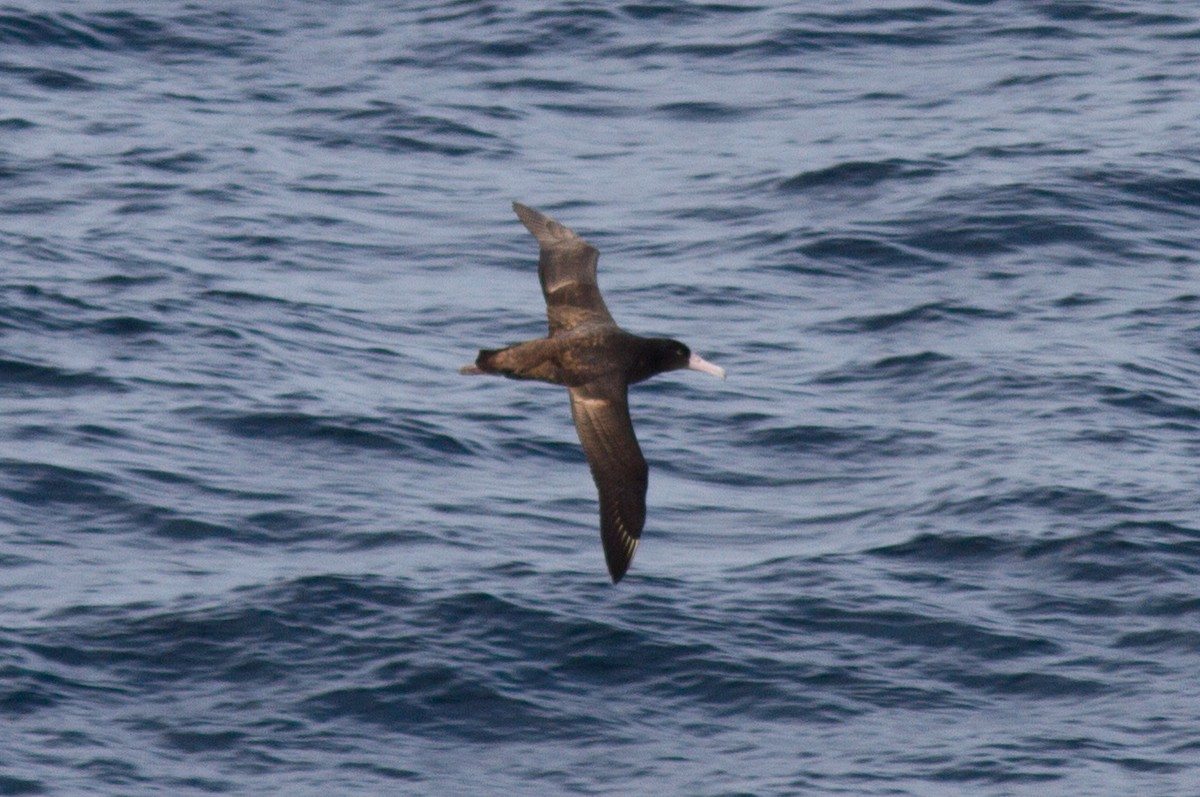 Short-tailed Albatross - ML89185681
