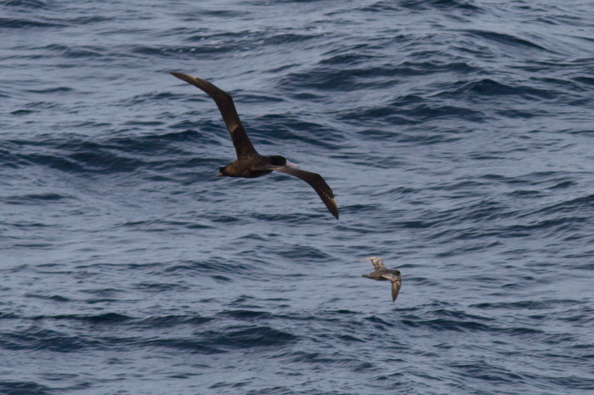 Short-tailed Albatross - ML89185691