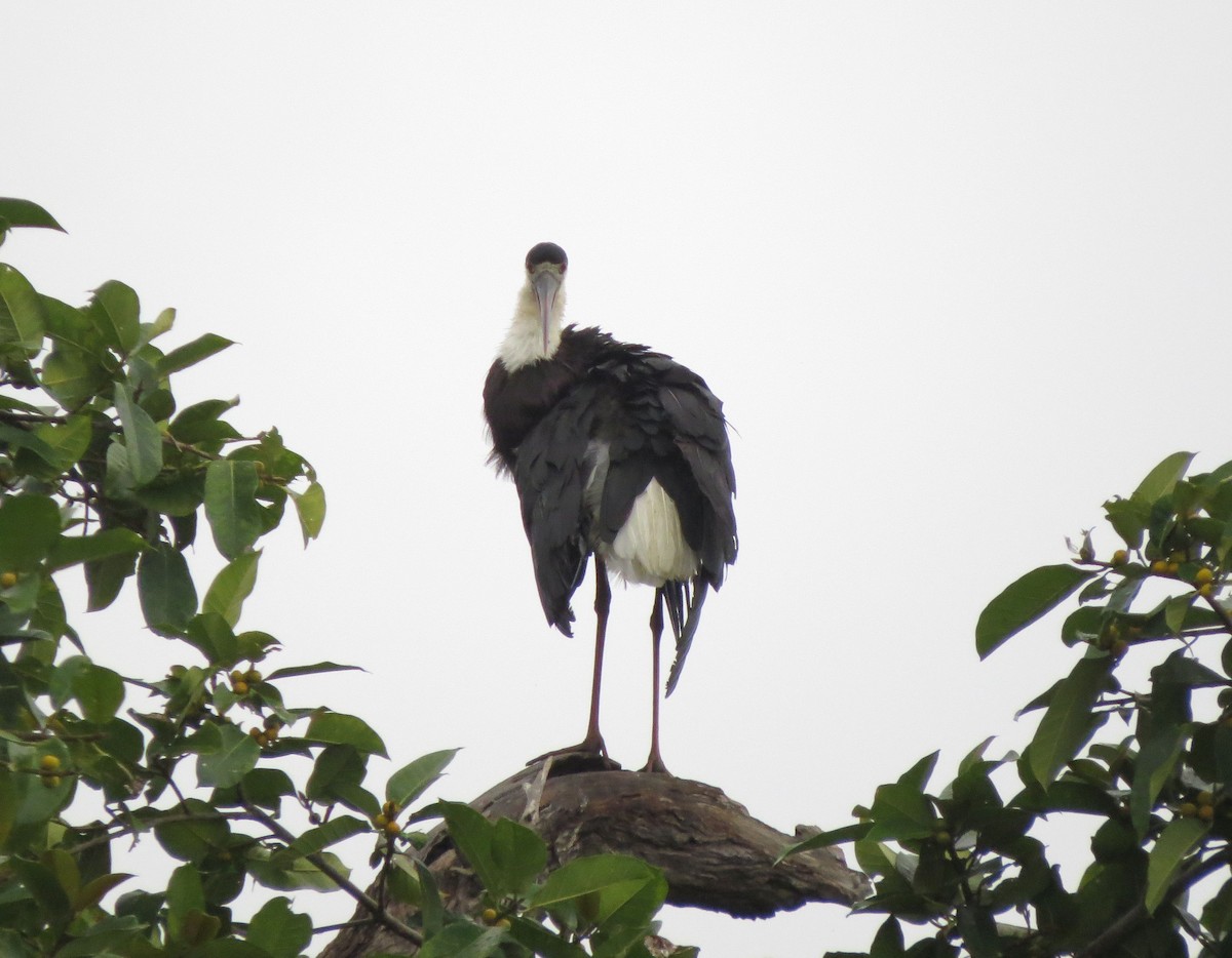 Asian Woolly-necked Stork - ML89186231