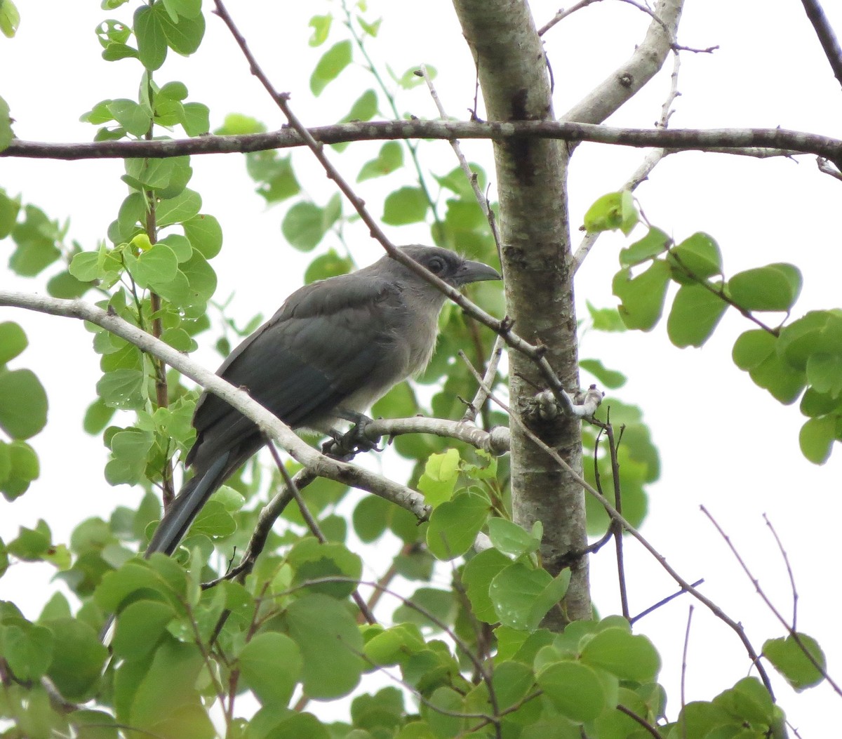 Gray-bellied Cuckoo - ML89186751