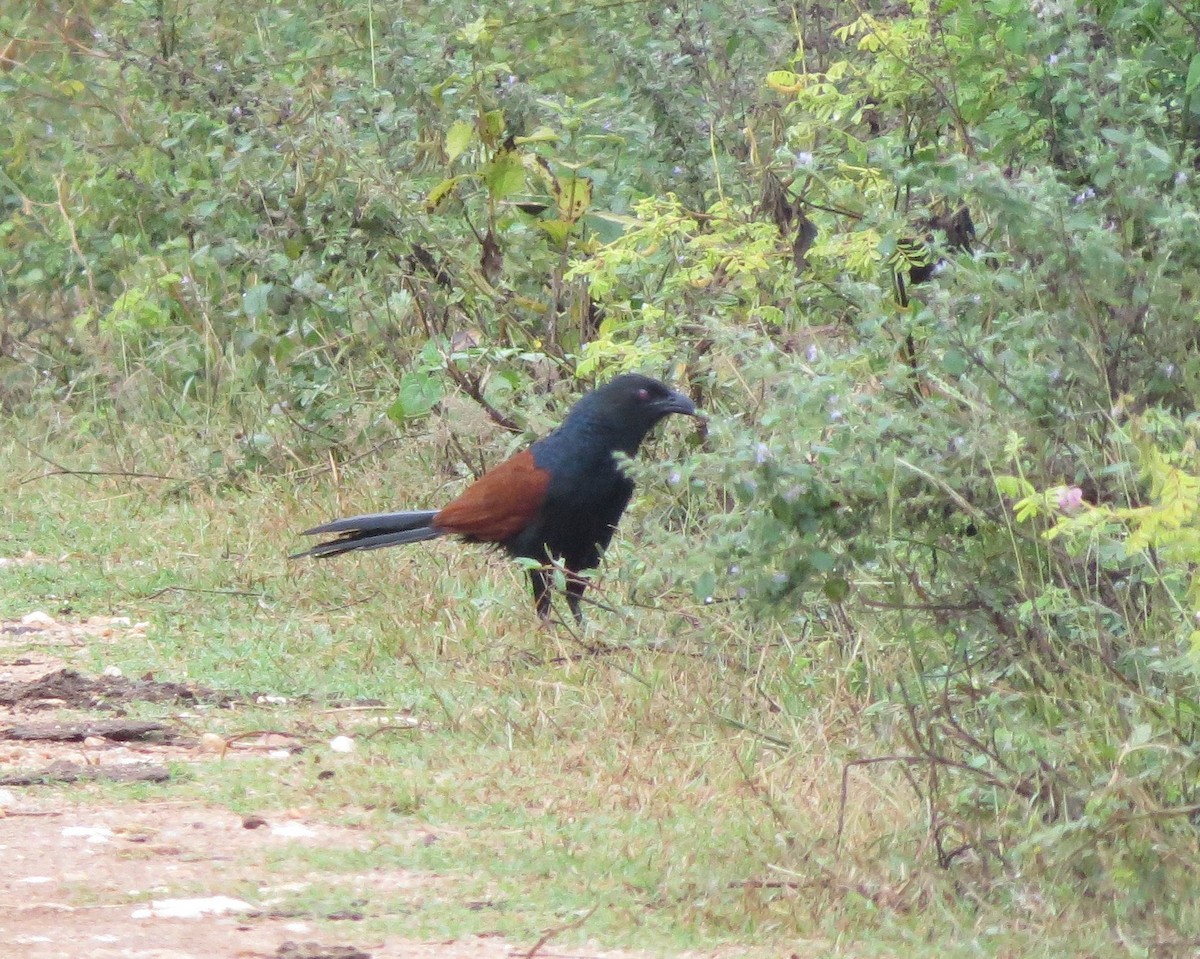 Greater Coucal - ML89186841