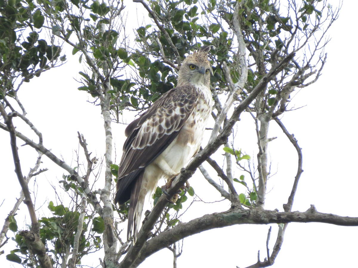 Changeable Hawk-Eagle (Crested) - ML89188371