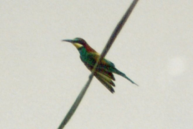 European Bee-eater - Larry Neily