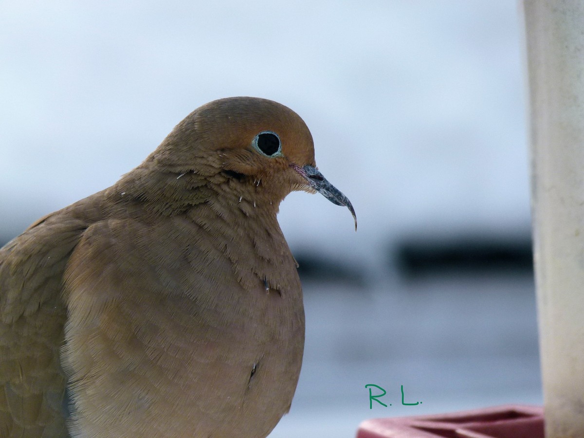 Mourning Dove - Ronald Lang