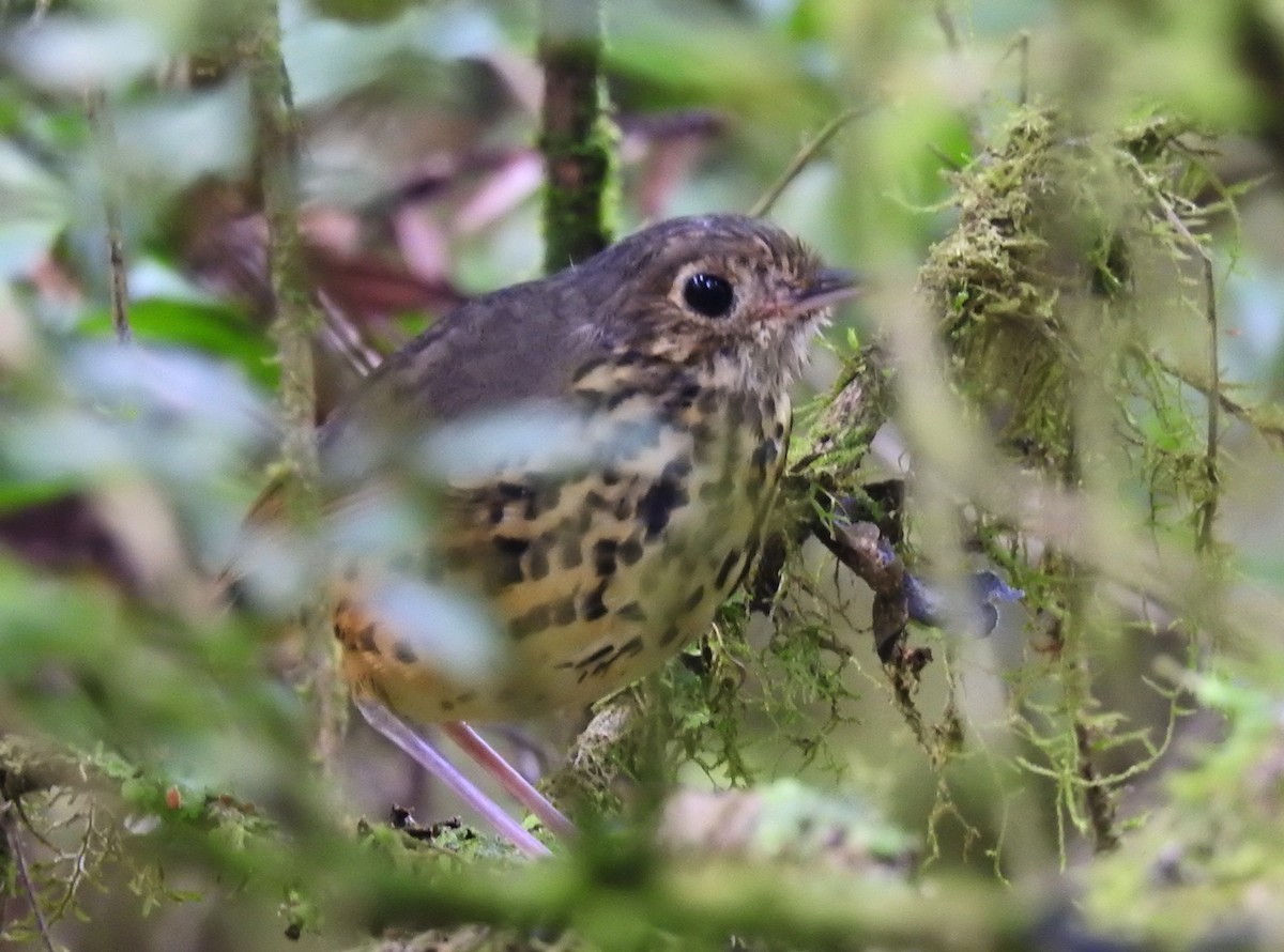 Speckle-breasted Antpitta - ML89190551