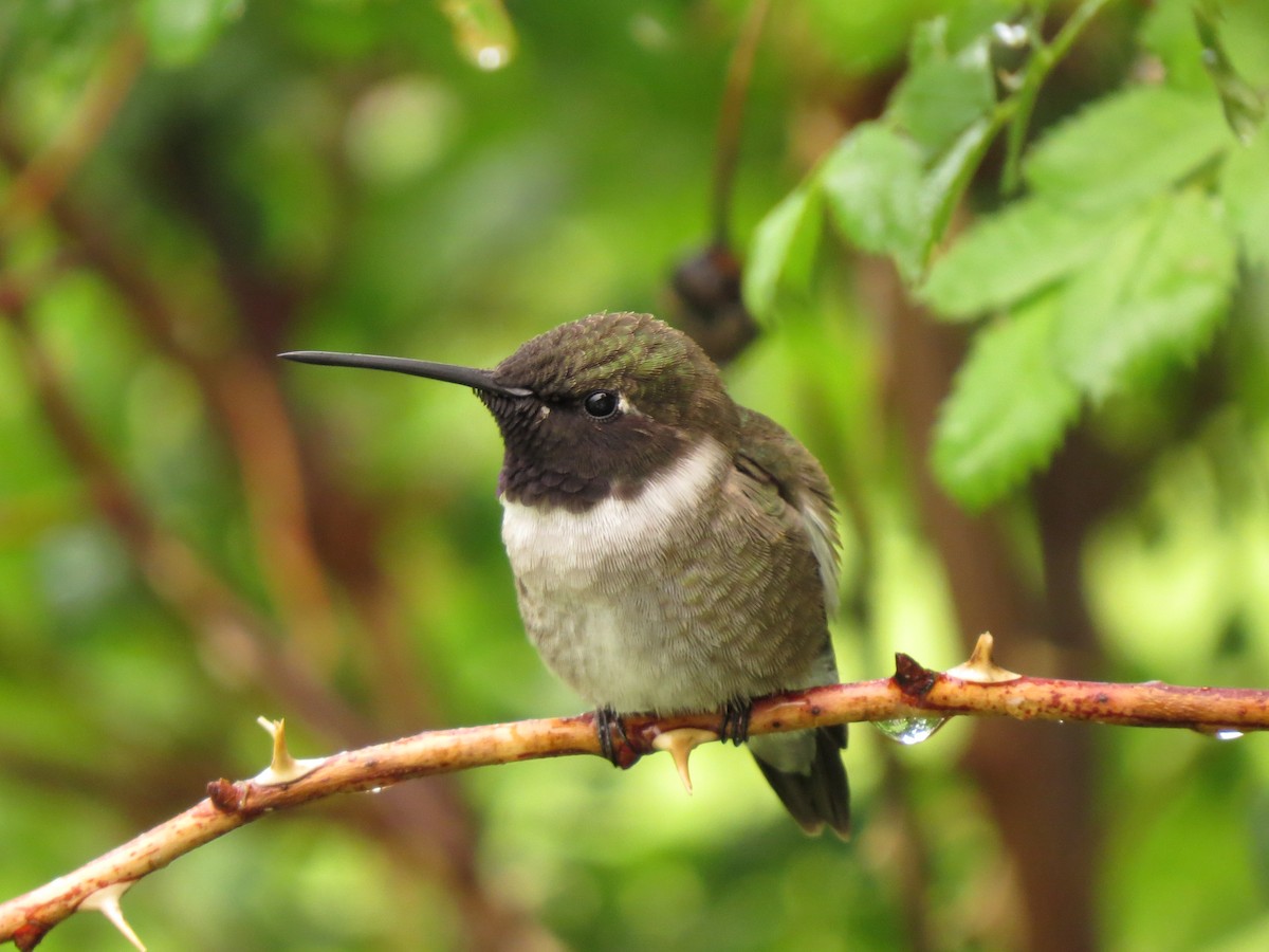 Black-chinned Hummingbird - Marya Moosman