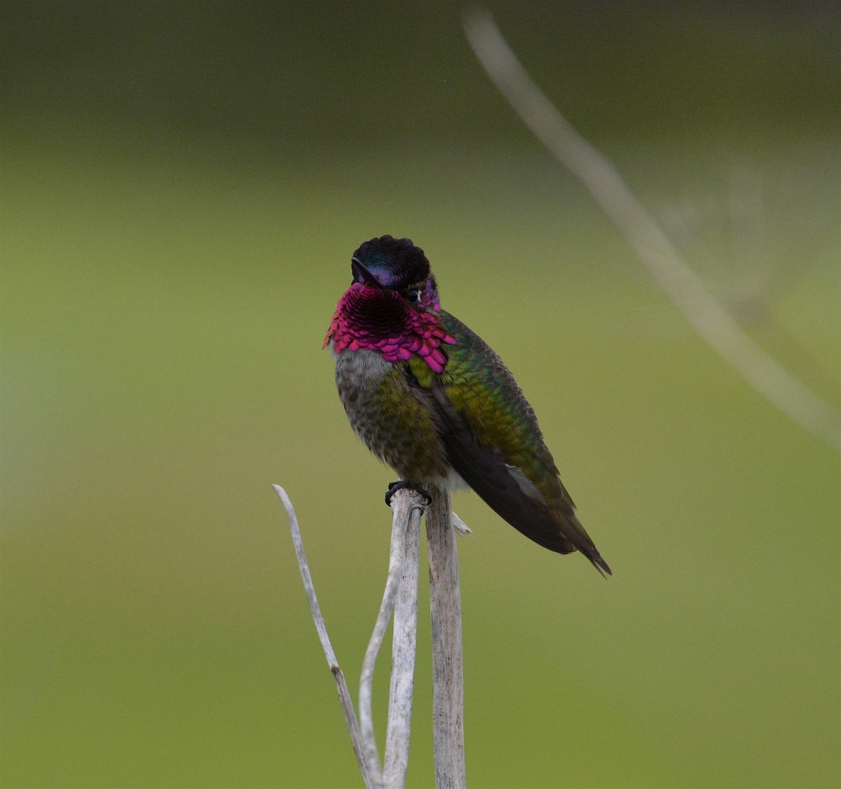 Anna's Hummingbird - ML89193381