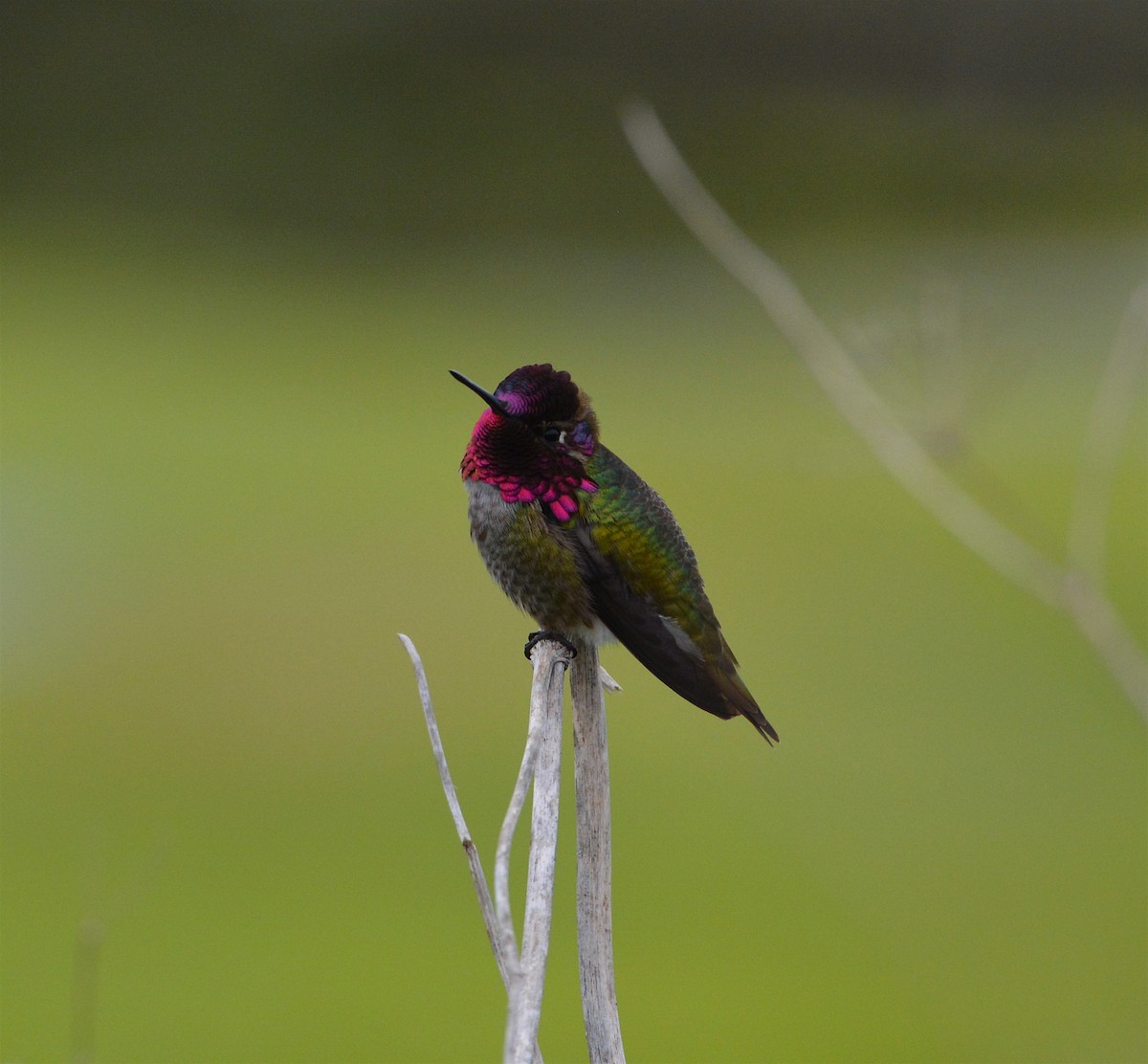 Anna's Hummingbird - ML89193411