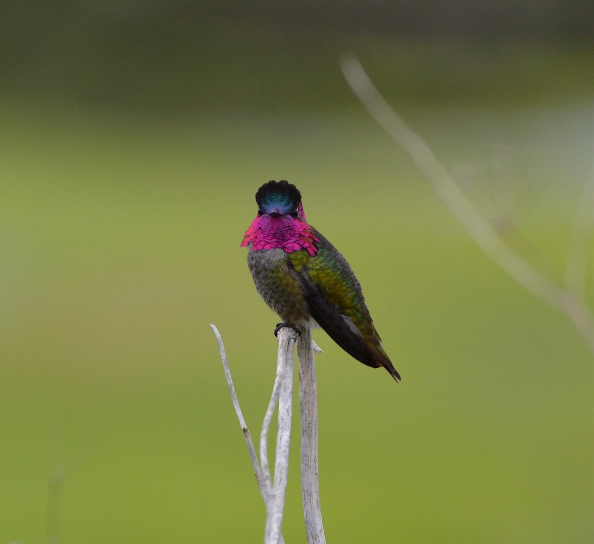Anna's Hummingbird - Logan Southall