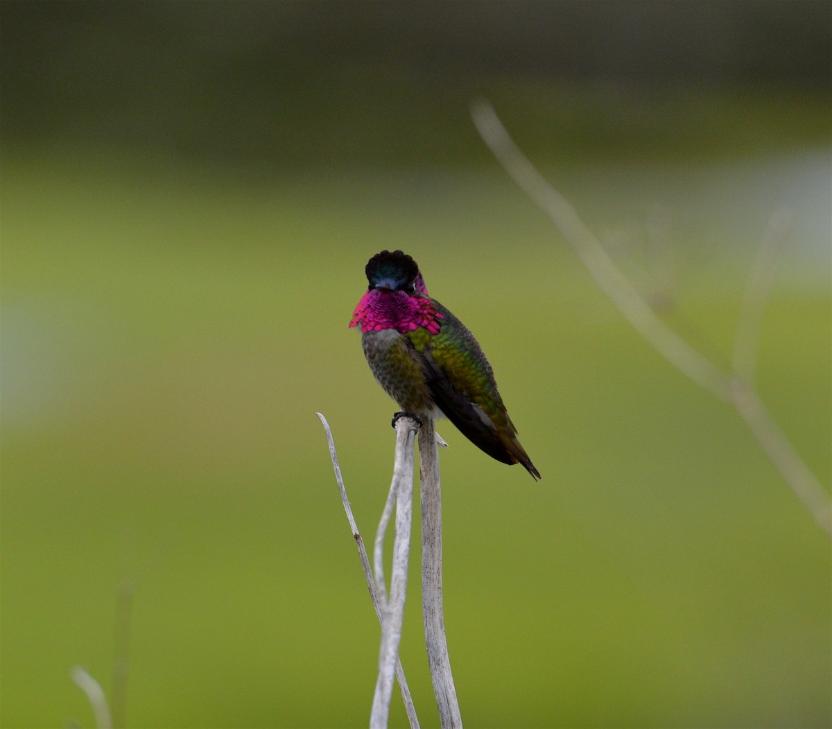 Anna's Hummingbird - ML89193581