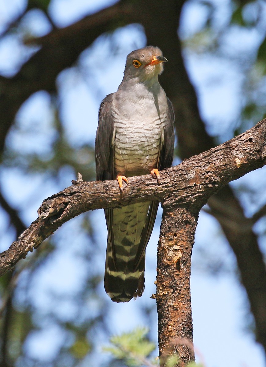 African Cuckoo - Charlotte Byers