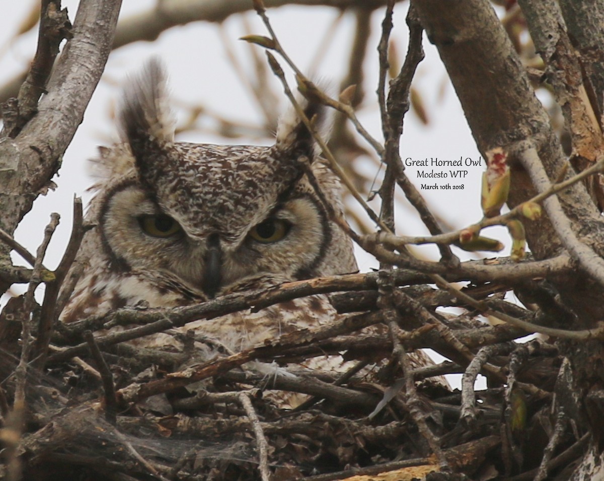 Great Horned Owl - ML89194601