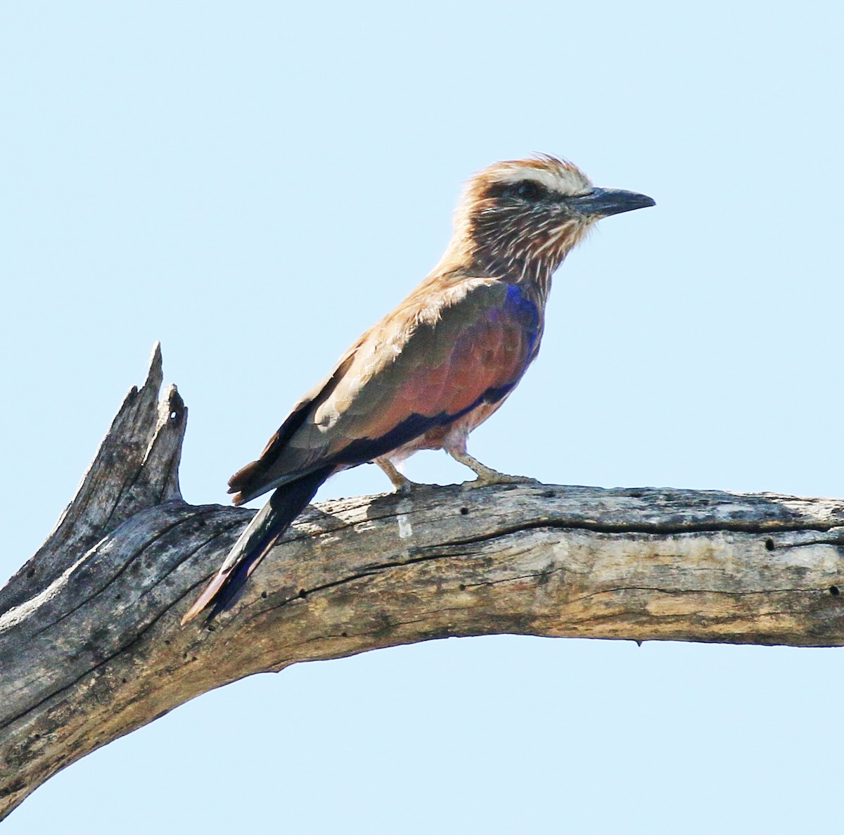 Rufous-crowned Roller - Charlotte Byers