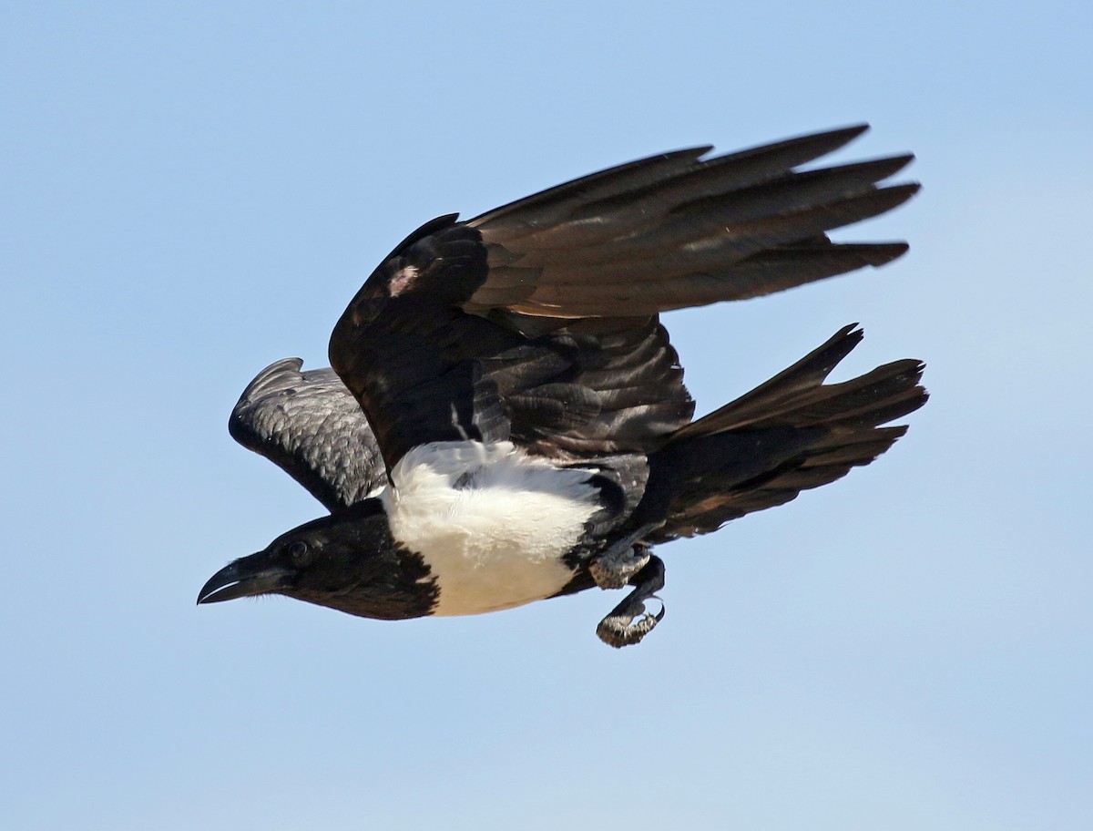 Pied Crow - Charlotte Byers