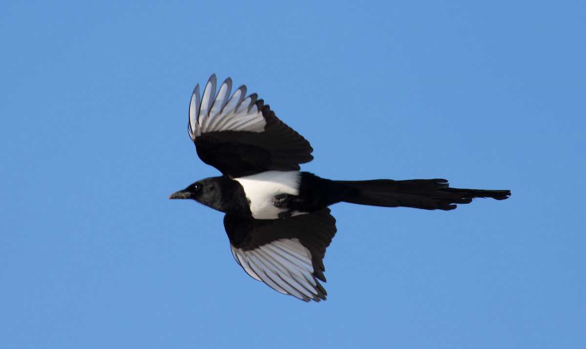 Black-billed Magpie - Sneed Collard