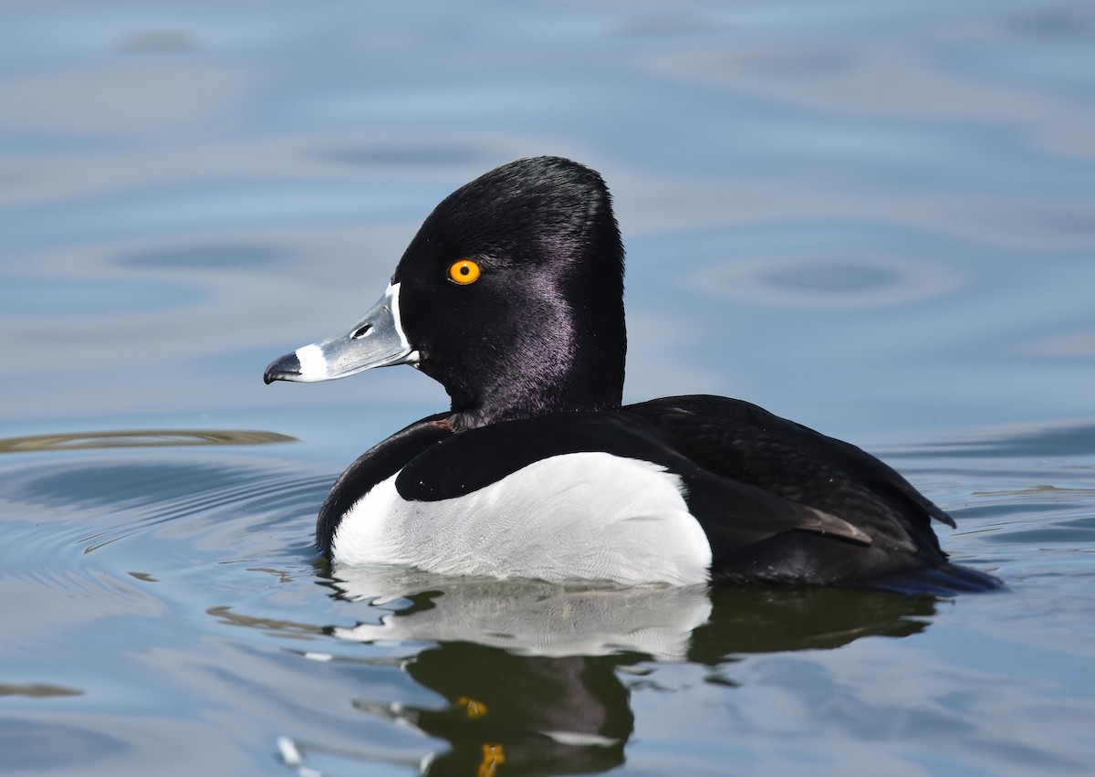 Ring-necked Duck - ML89199711