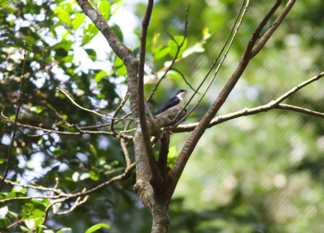 African Shrike-flycatcher - ML89200171