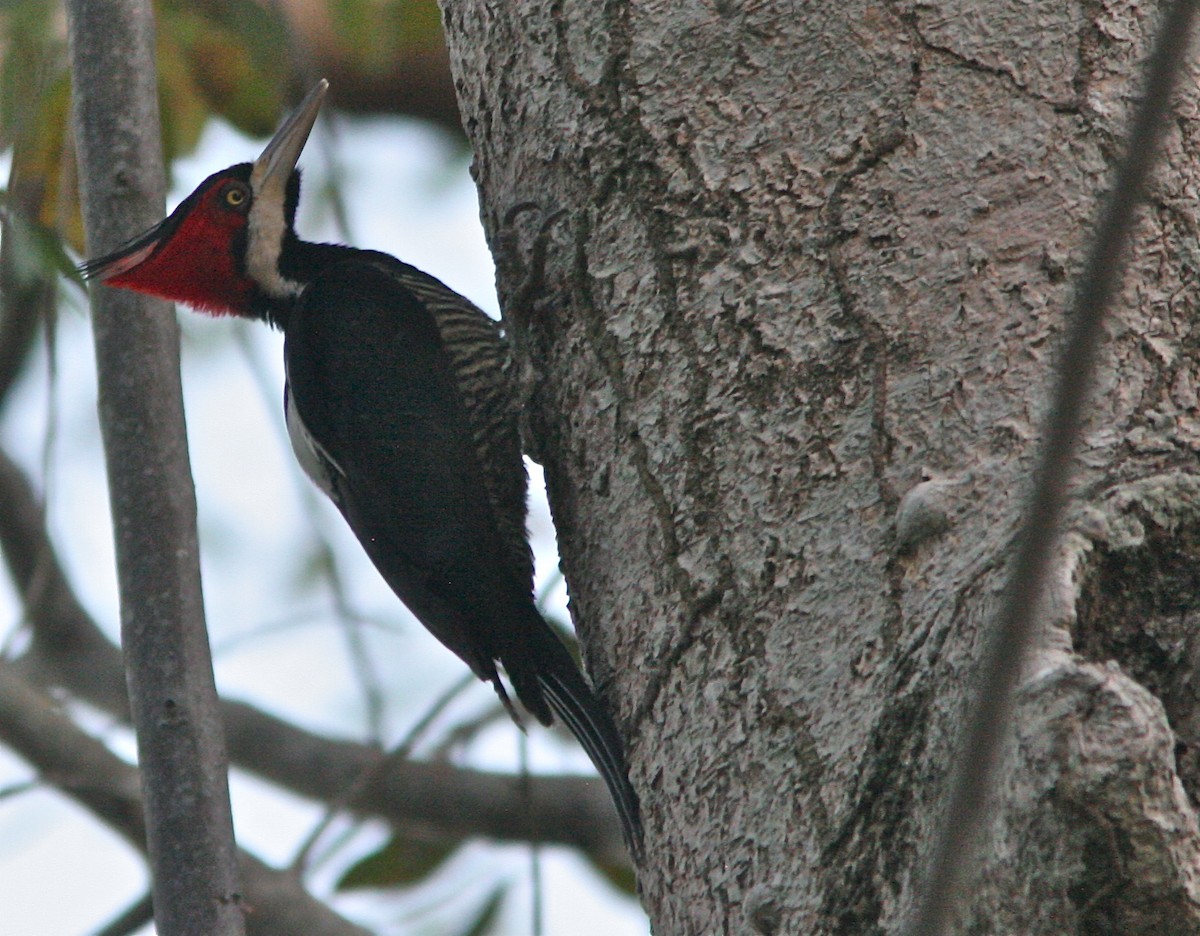 Crimson-crested Woodpecker - Don Roberson