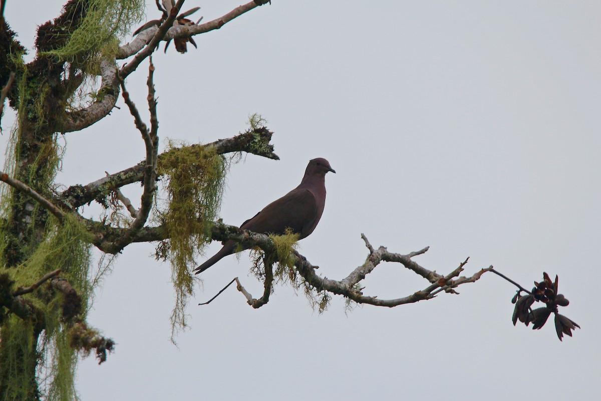 Pigeon vineux - ML89201141