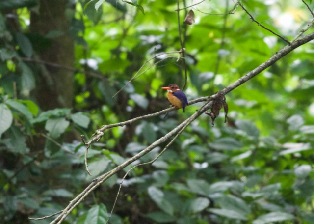 African Pygmy Kingfisher - Gary Brunvoll
