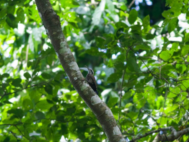 Golden-crowned Woodpecker - ML89203531