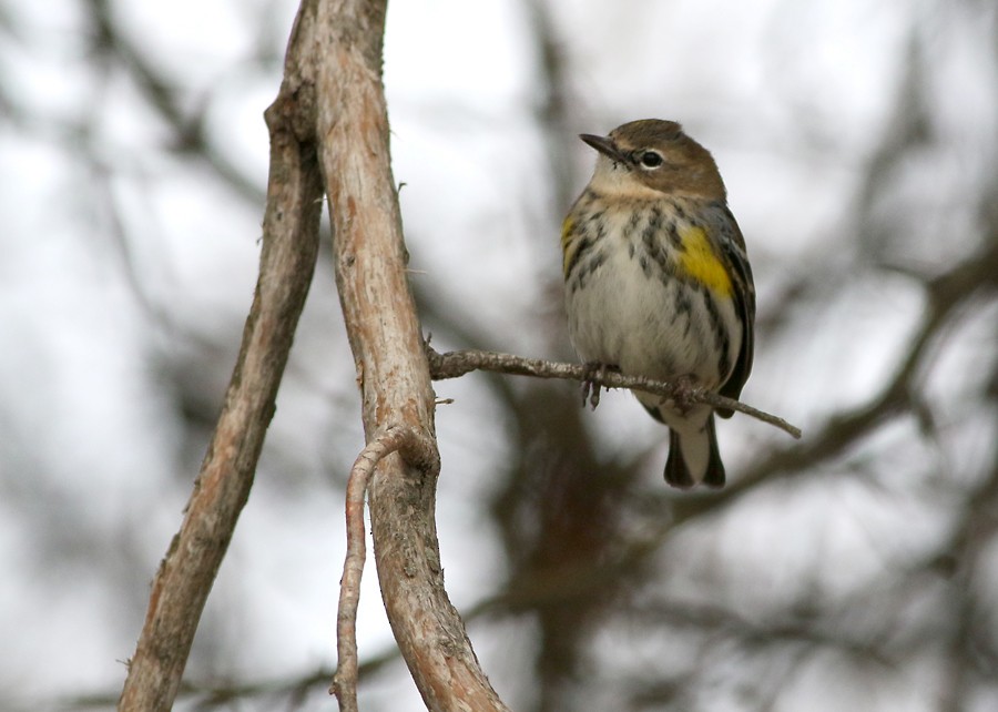 Yellow-rumped Warbler (Myrtle) - ML89204461