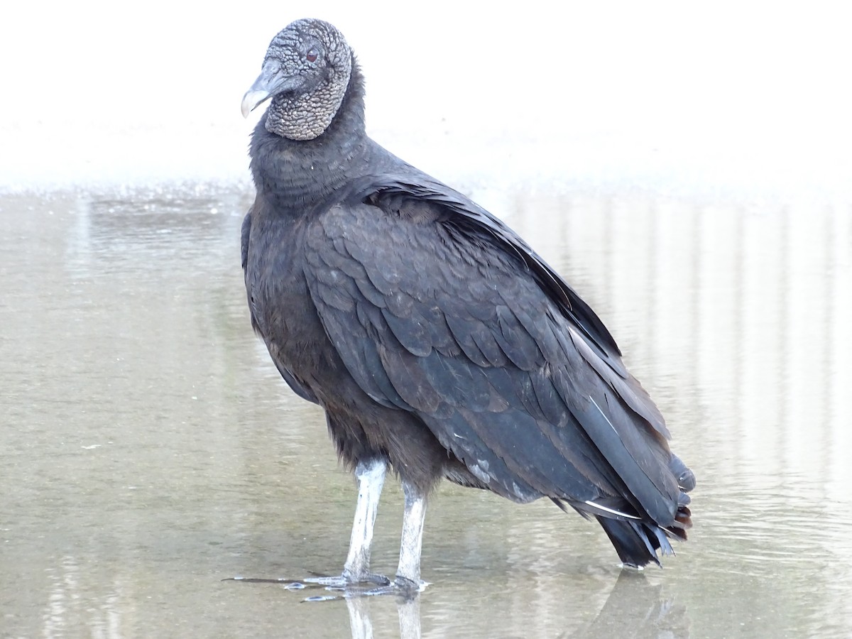Black Vulture - Sandra Keller