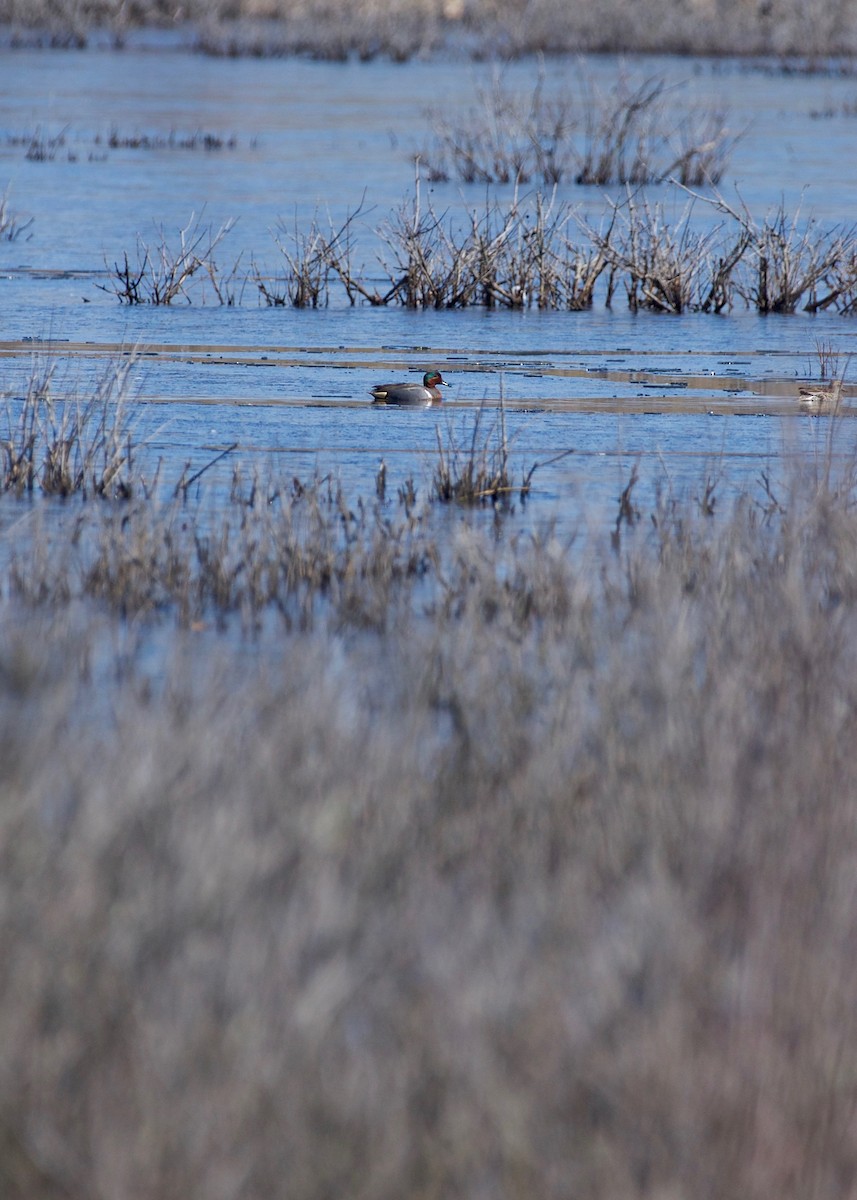 Green-winged Teal - ML89209021