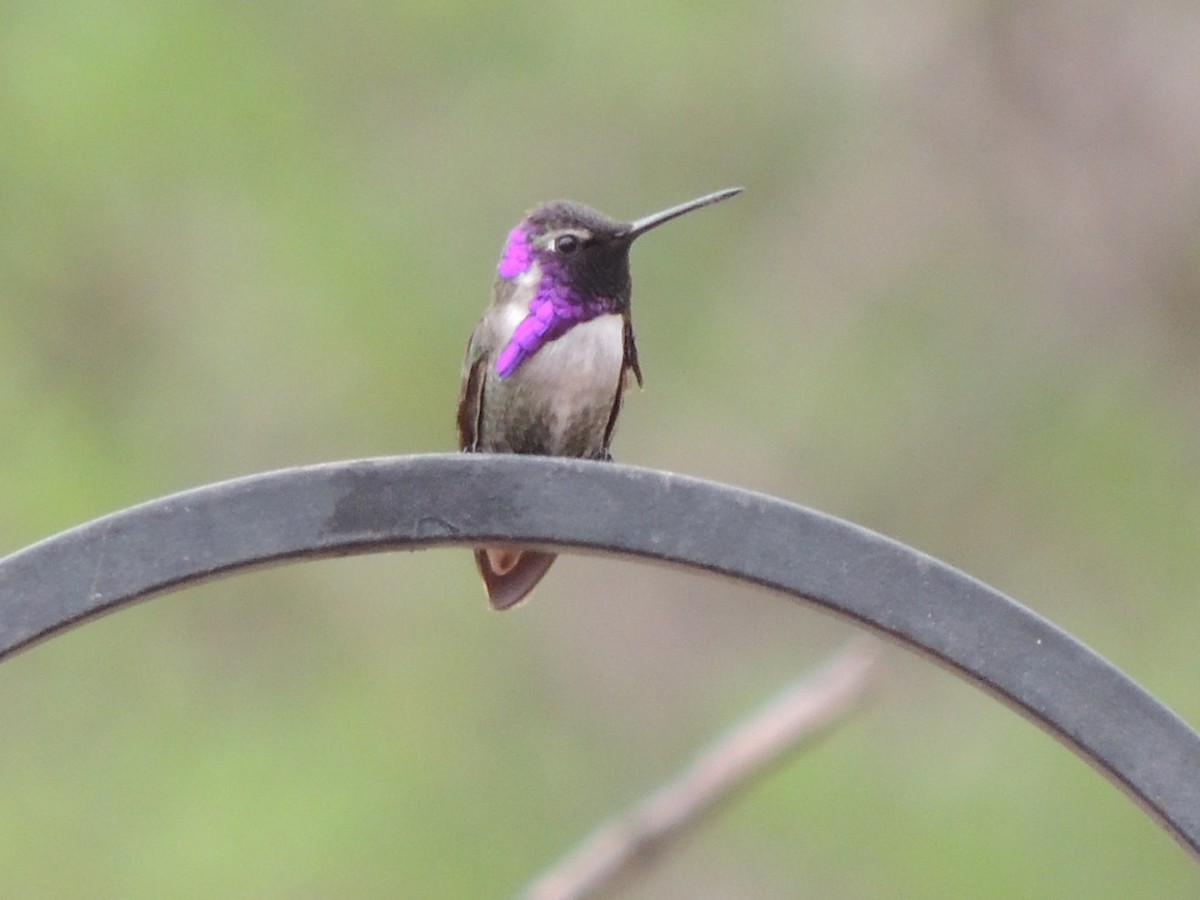 Costa's Hummingbird - Brian Johnson