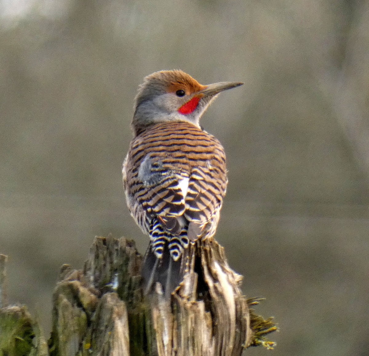 Northern Flicker (Red-shafted) - Benjamin Byerly
