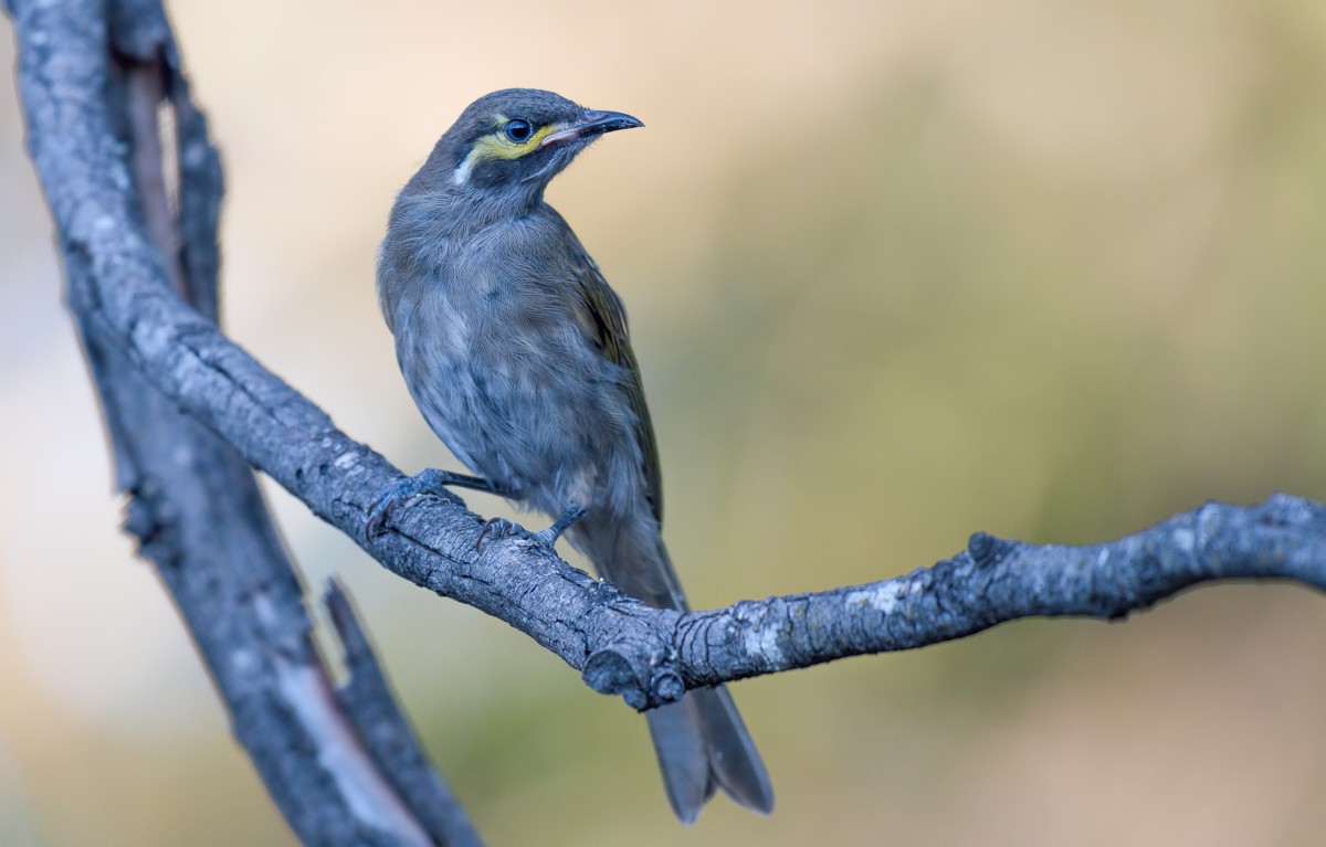 Yellow-faced Honeyeater - Barry Deacon