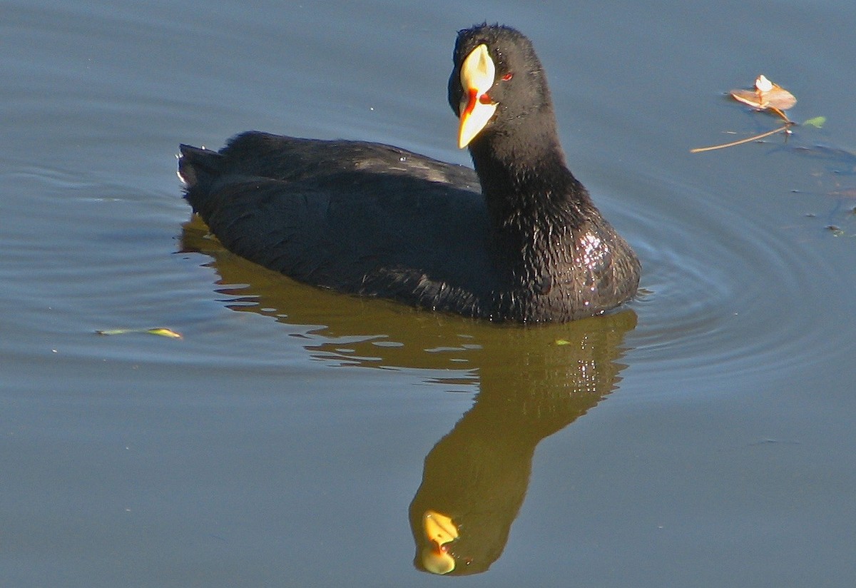 Red-gartered Coot - ML89212641