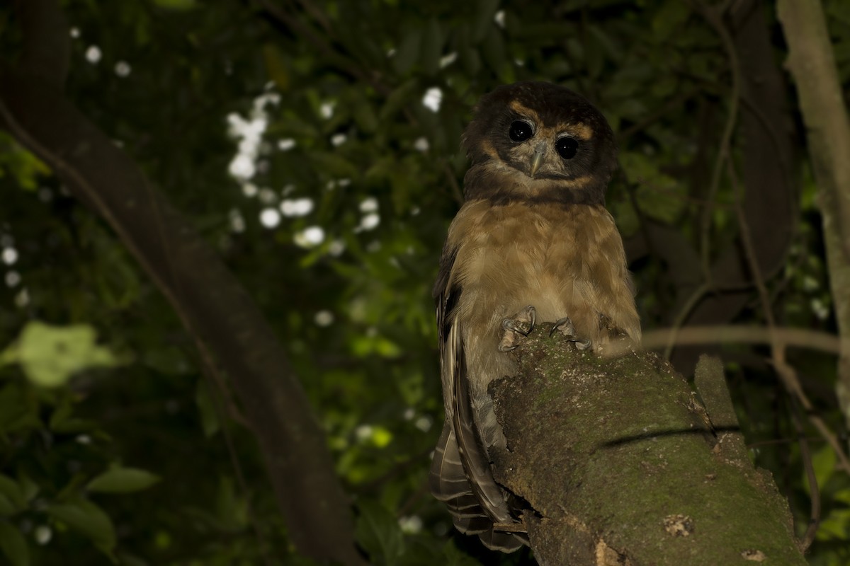 Tawny-browed Owl - ML89218201
