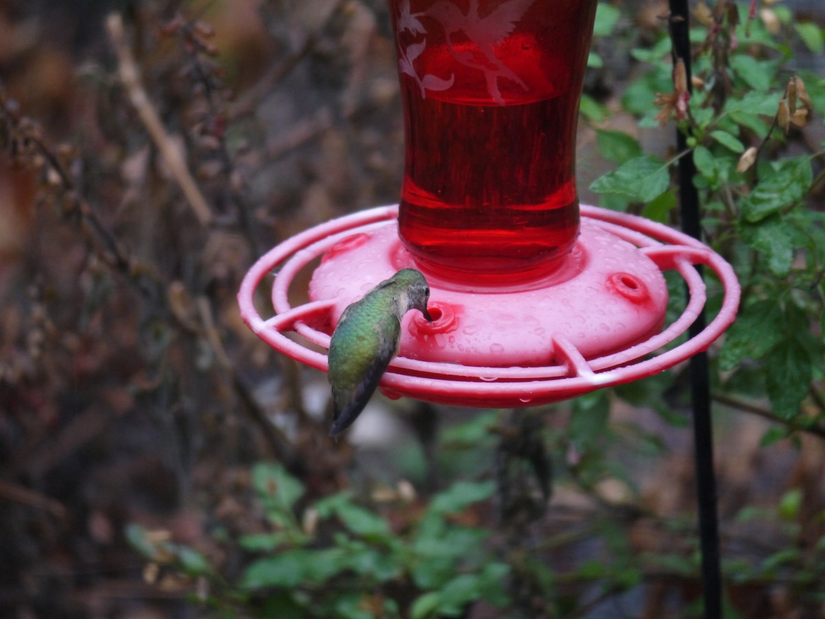 Calliope Hummingbird - Andy Belt