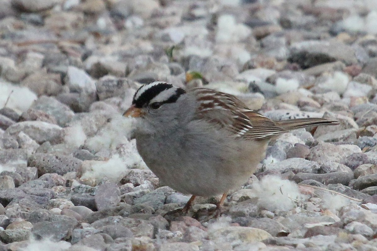 White-crowned Sparrow - ML89228671