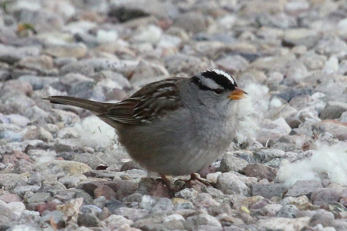 White-crowned Sparrow - Andrew Core