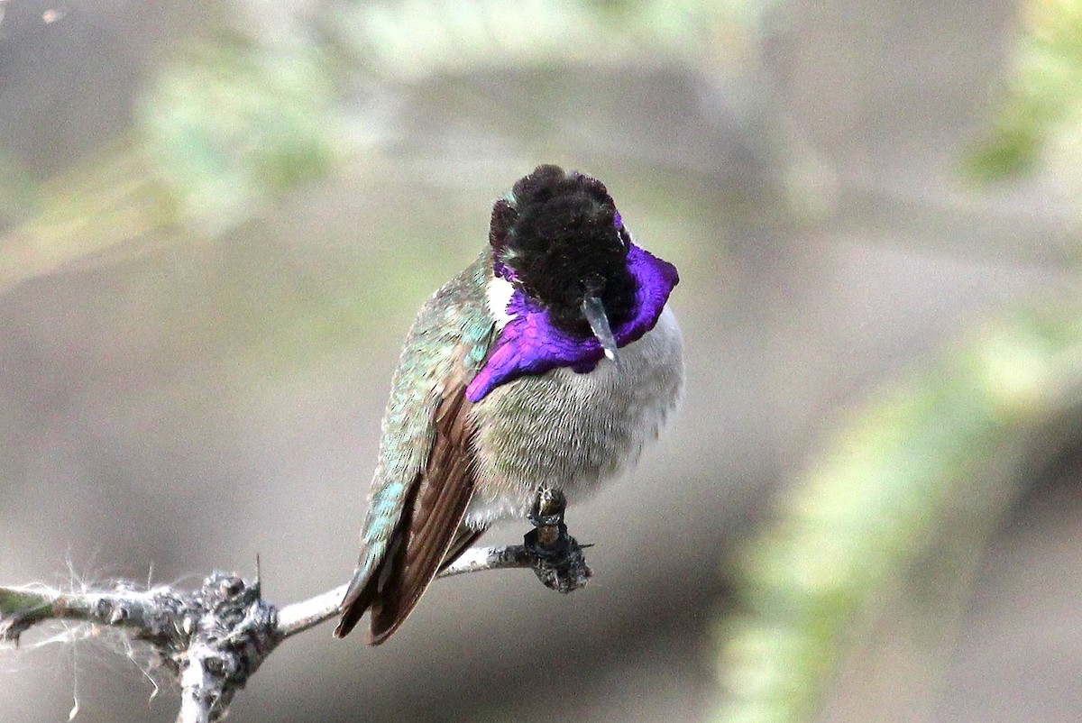 Costa's Hummingbird - ML89228841