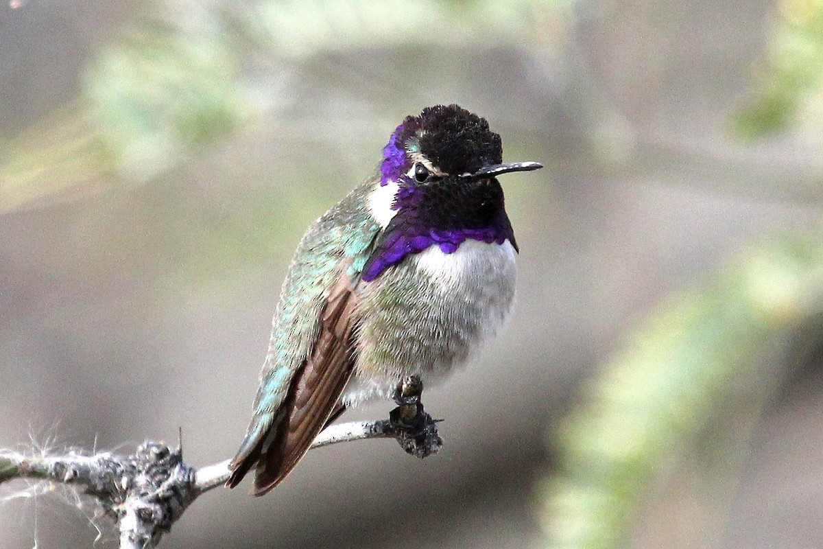 Costa's Hummingbird - ML89228851