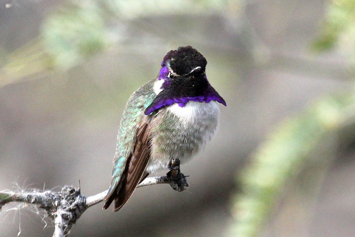 Costa's Hummingbird - ML89228861