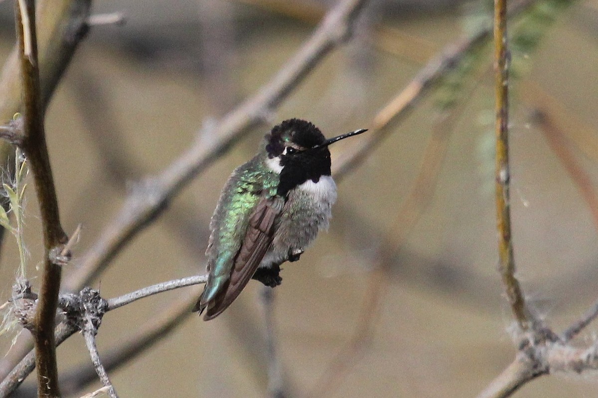 Costa's Hummingbird - ML89228881