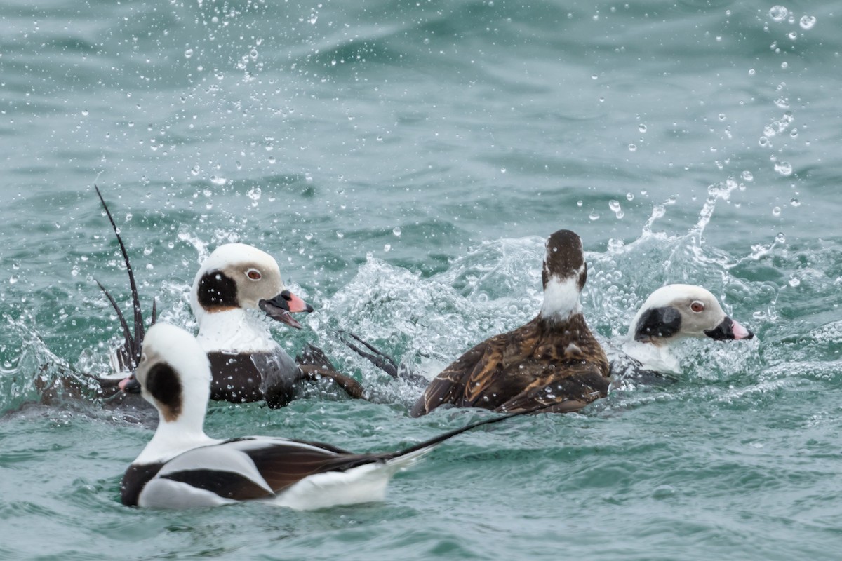 Long-tailed Duck - ML89229411