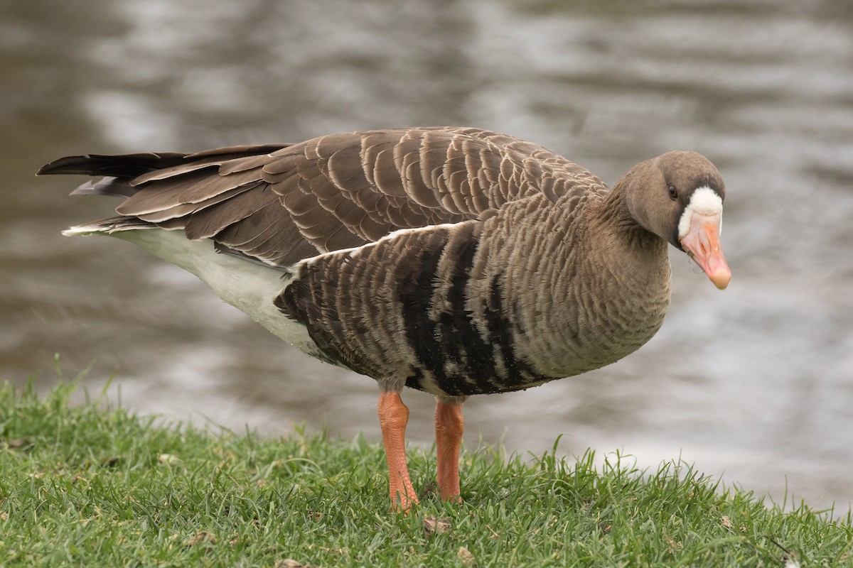 Greater White-fronted Goose - Patricia Clark