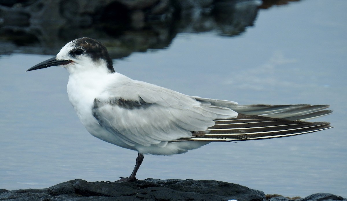 Common Tern (longipennis) - ML89230811