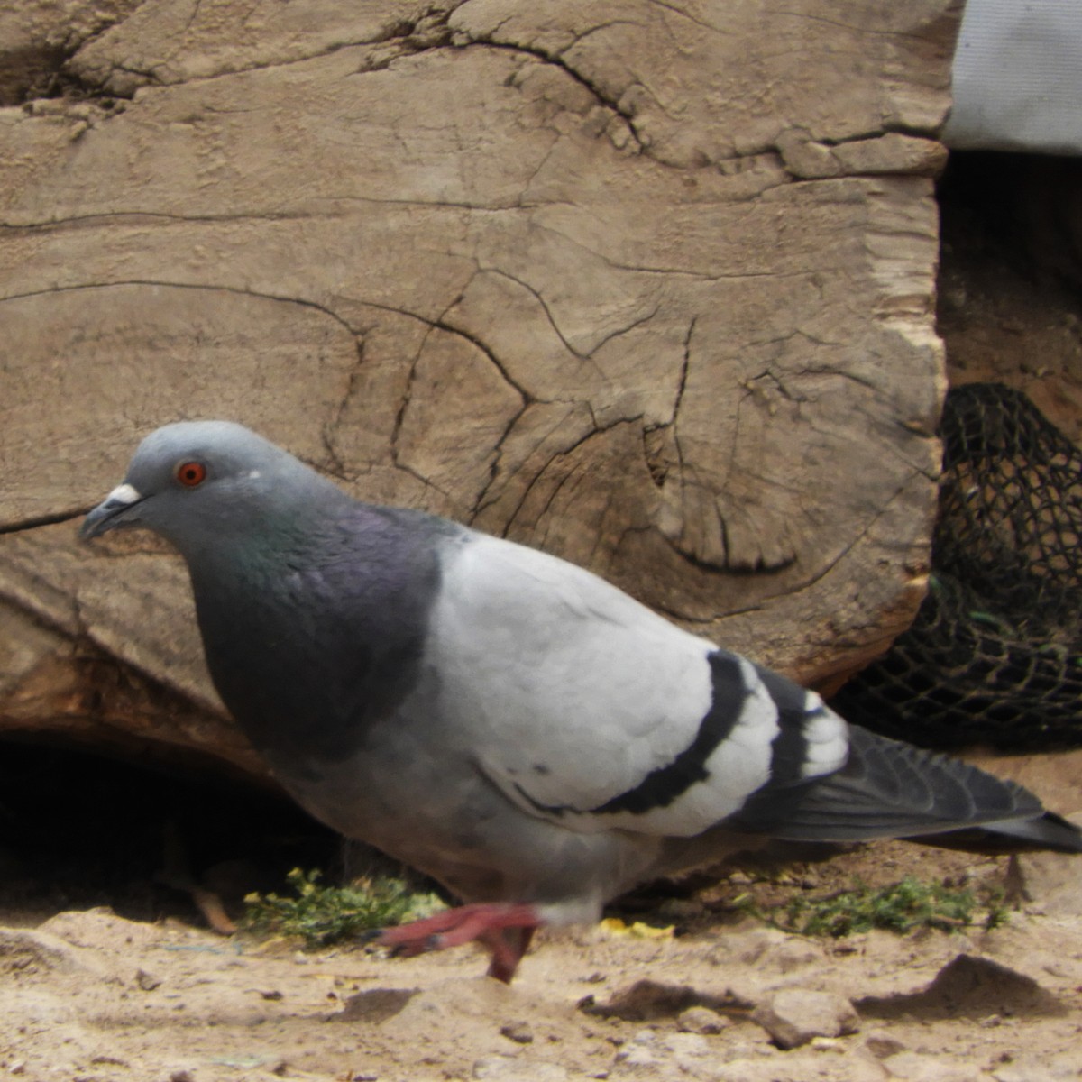 Rock Pigeon (Feral Pigeon) - José Joel Ayala Navarro