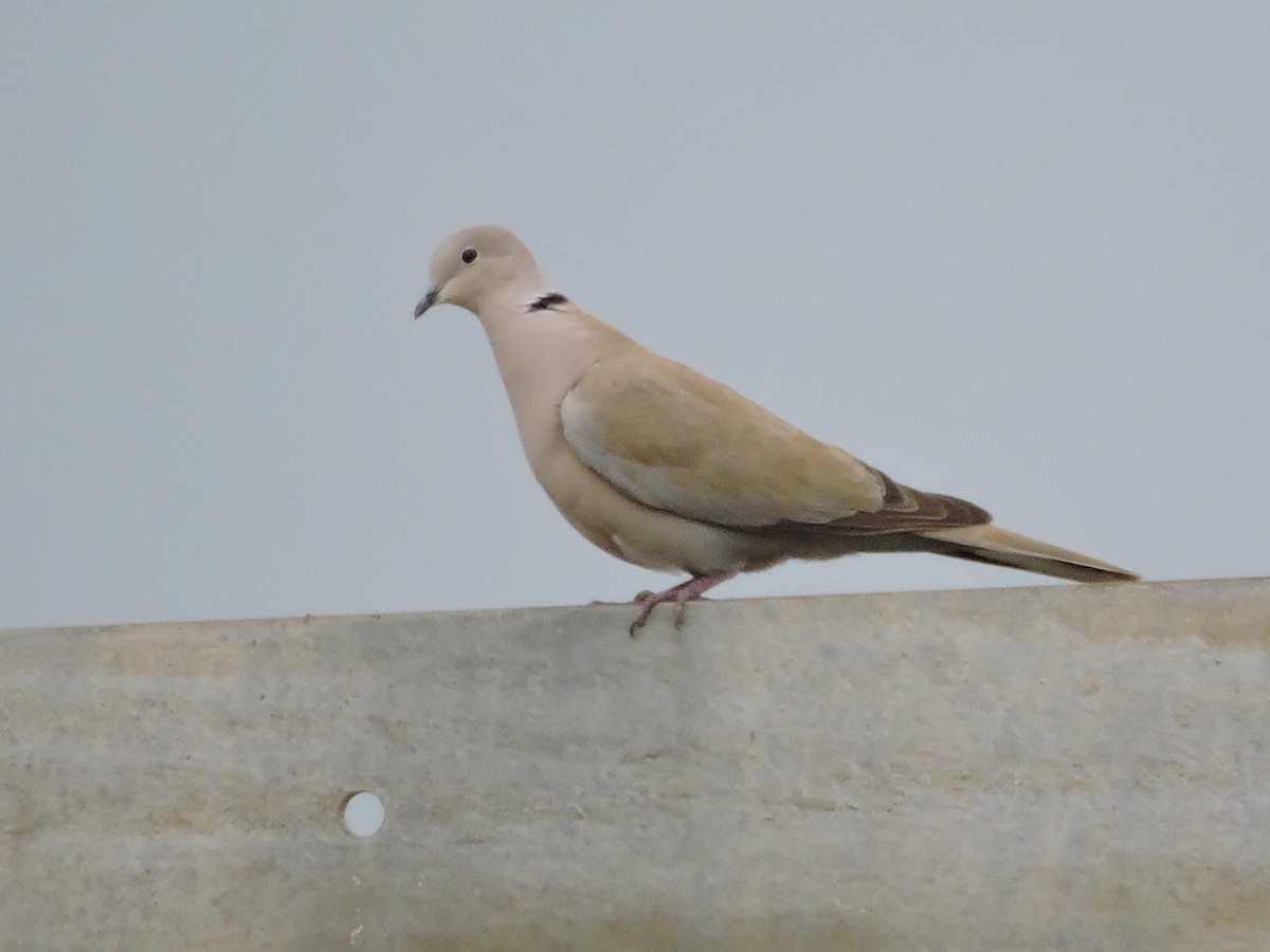 Eurasian Collared-Dove - Manuel Becerril González