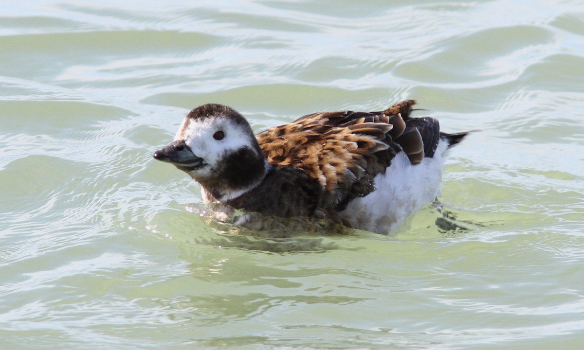 Long-tailed Duck - Sean Fitzgerald