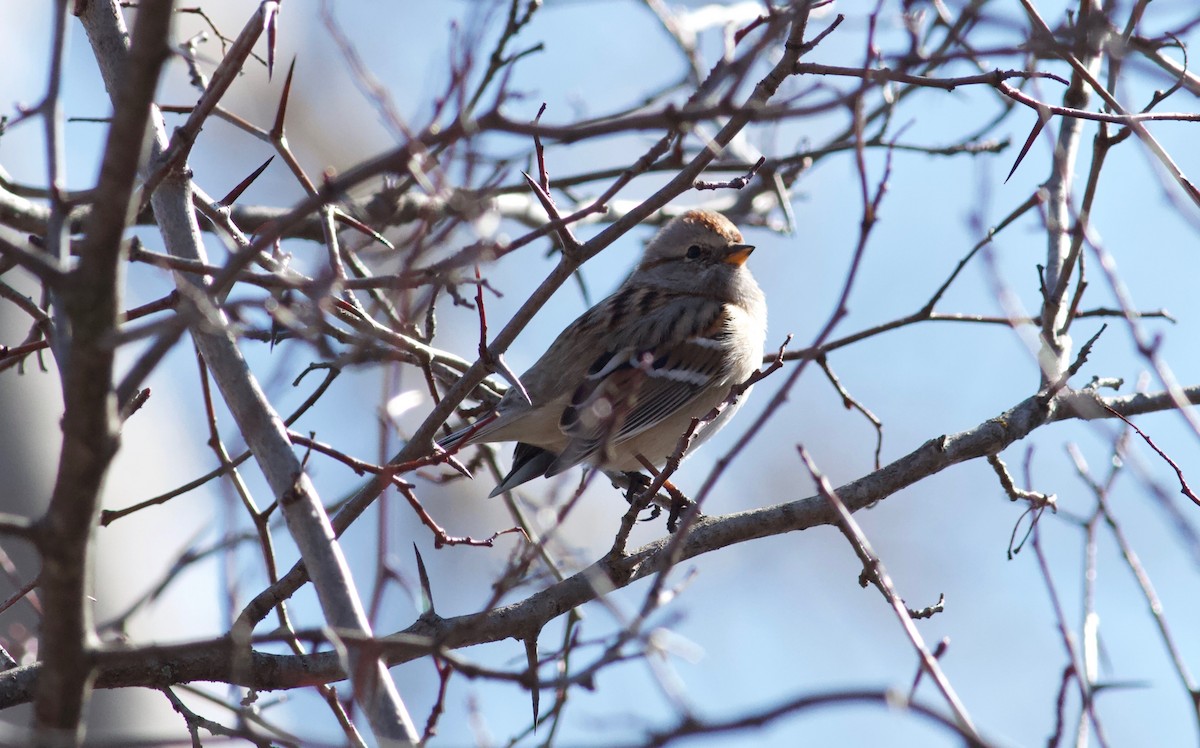 American Tree Sparrow - ML89235011